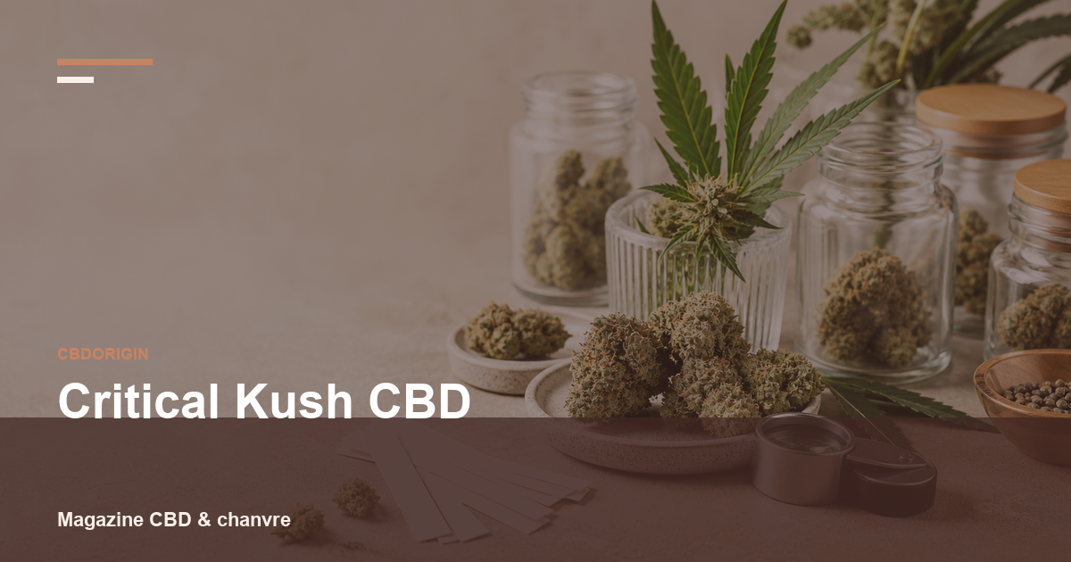 Critical Kush CBD : guide complet, profil, arômes et critères de choix