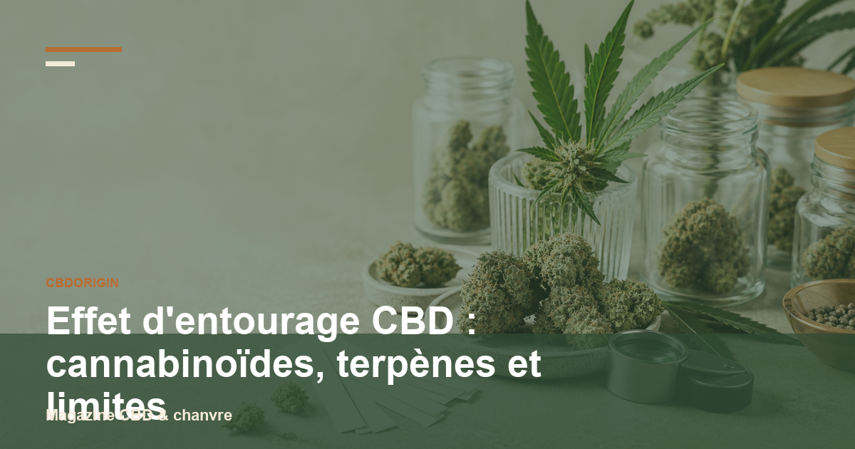 Effet d'entourage CBD : cannabinoïdes, terpènes et limites