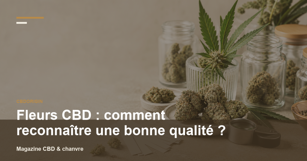 Illustration CBDorigin : Fleurs CBD : comment reconnaître une bonne qualité ?