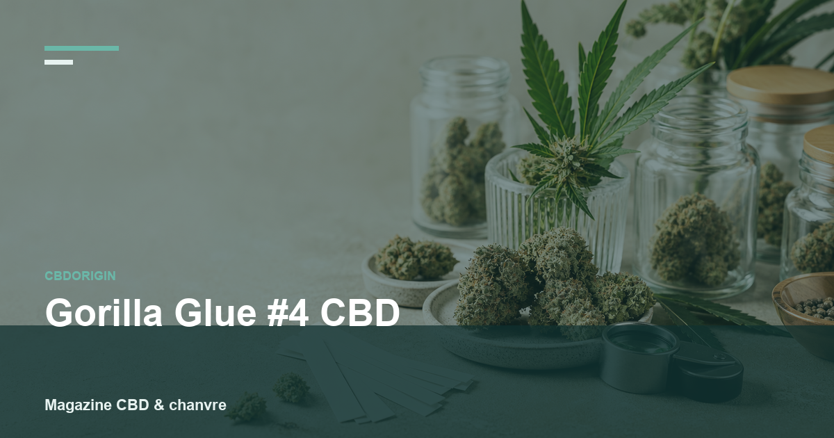 Gorilla Glue #4 CBD : guide complet, profil, arômes et critères de choix