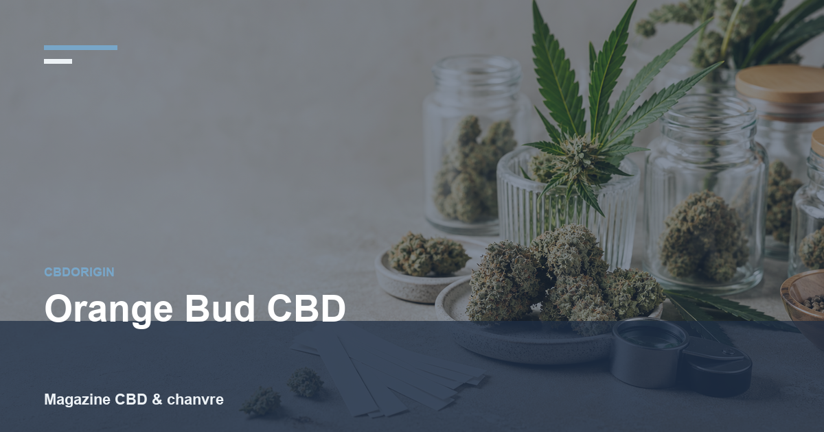 Orange Bud CBD : guide complet, profil, arômes et critères de choix