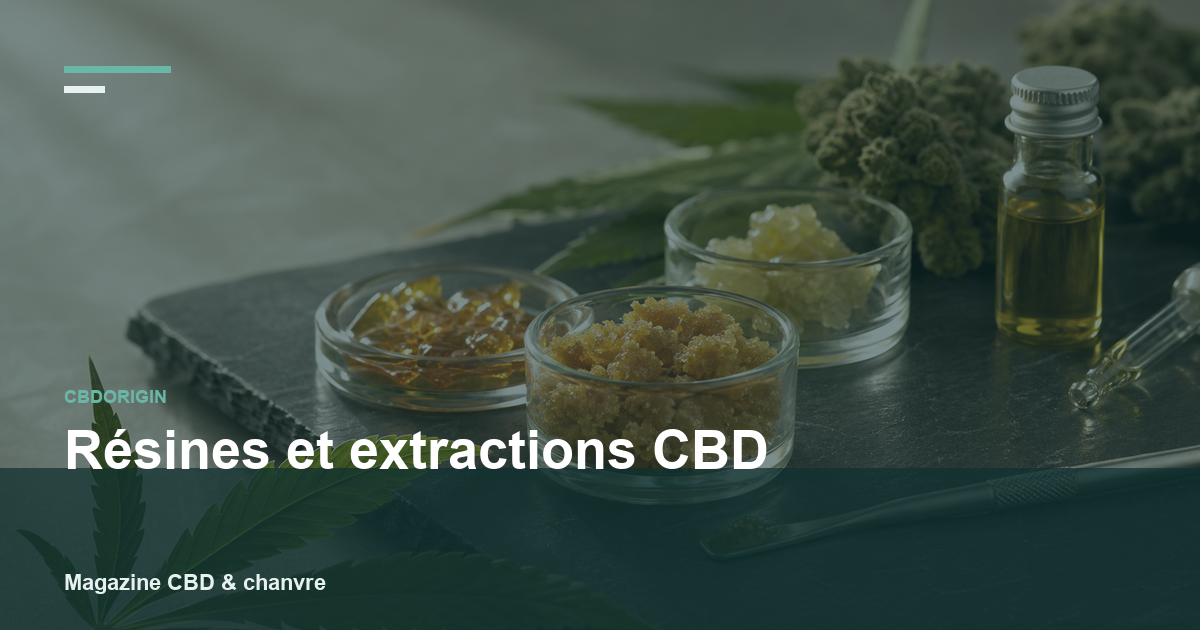 Résines et extractions CBD : formats concentrés, intérêt et vigilance
