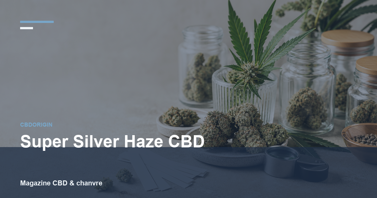 Super Silver Haze CBD : guide complet, profil, arômes et critères de choix