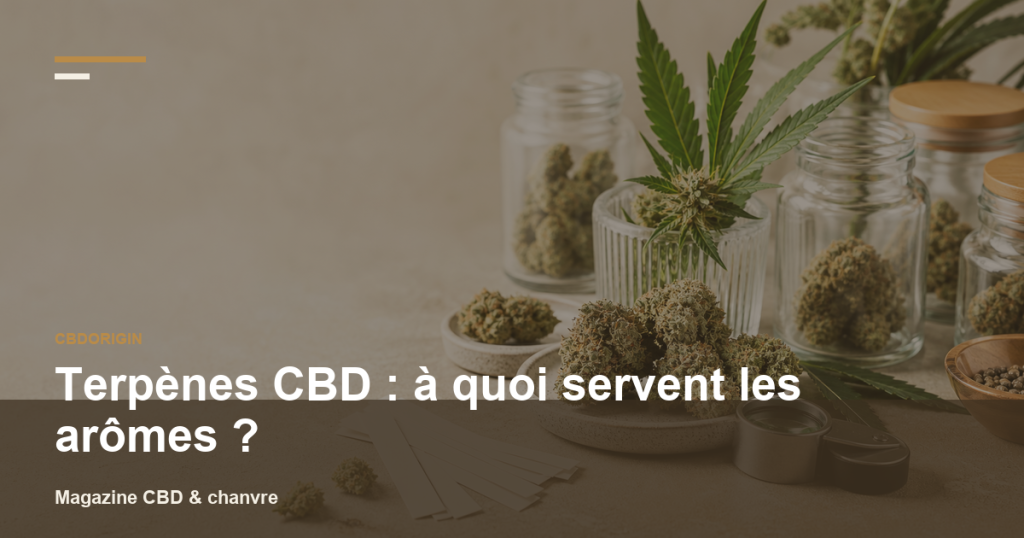 Illustration CBDorigin : Terpènes CBD : à quoi servent les arômes ?