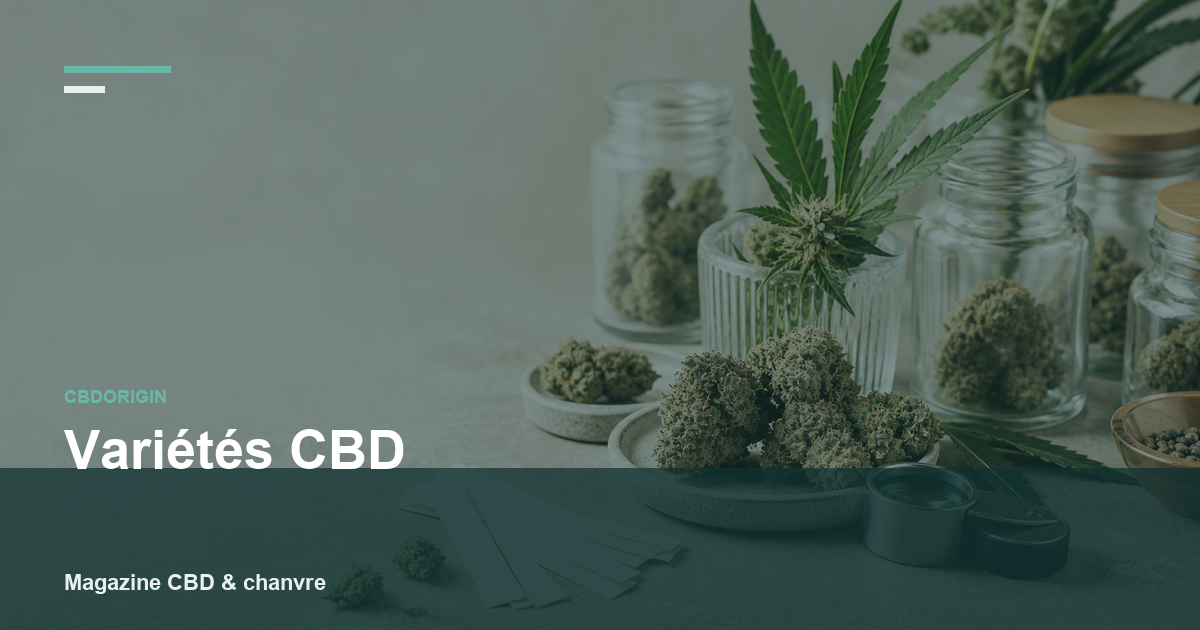 Variétés CBD : noms, profils aromatiques et vrais critères de choix