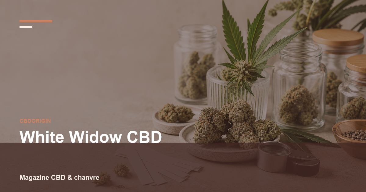 White Widow CBD : guide complet, profil, arômes et critères de choix