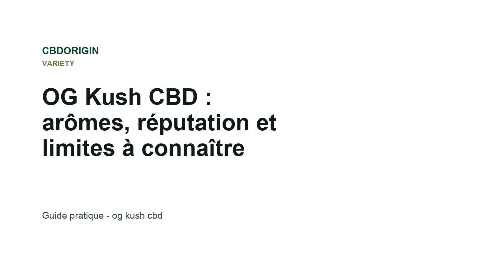OG Kush CBD : arômes, réputation et limites à connaître